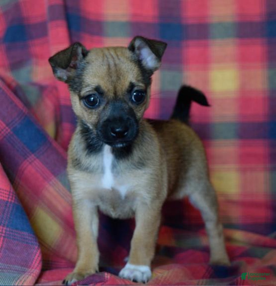 Gallery Image {{count}}