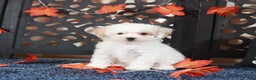 Bichpoo dogs for sale: Tulip-Gorgeous Female Poochon Puppy - Ad 5