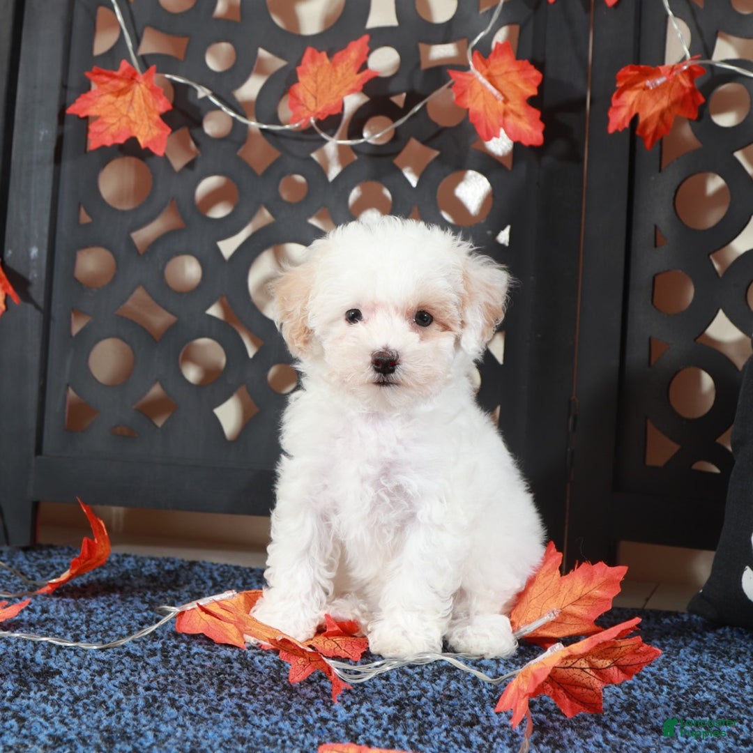 Bichpoo dogs for sale: Tulip-Gorgeous Female Poochon Puppy - Ad 5
