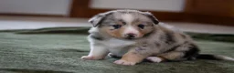 Mixed Breed dogs for sale: Cody - Ad 4