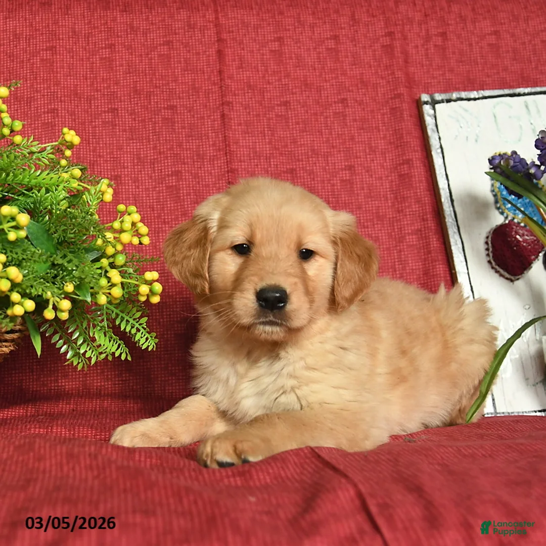 Golden Retriever dogs for sale: Poppy  - Ad 5