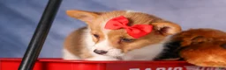 Welsh Corgi Pembroke dogs for sale:  Brusier 🐶 - Ad 4