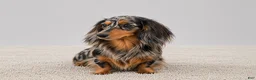 Miniature Dachshund dogs for sale: Willow - Ad 5
