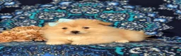 Pomeranian dogs for sale: Monette - Ad 16