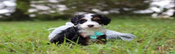 Mini Bernedoodle dogs for sale: Tommy 🐾 - Ad 4