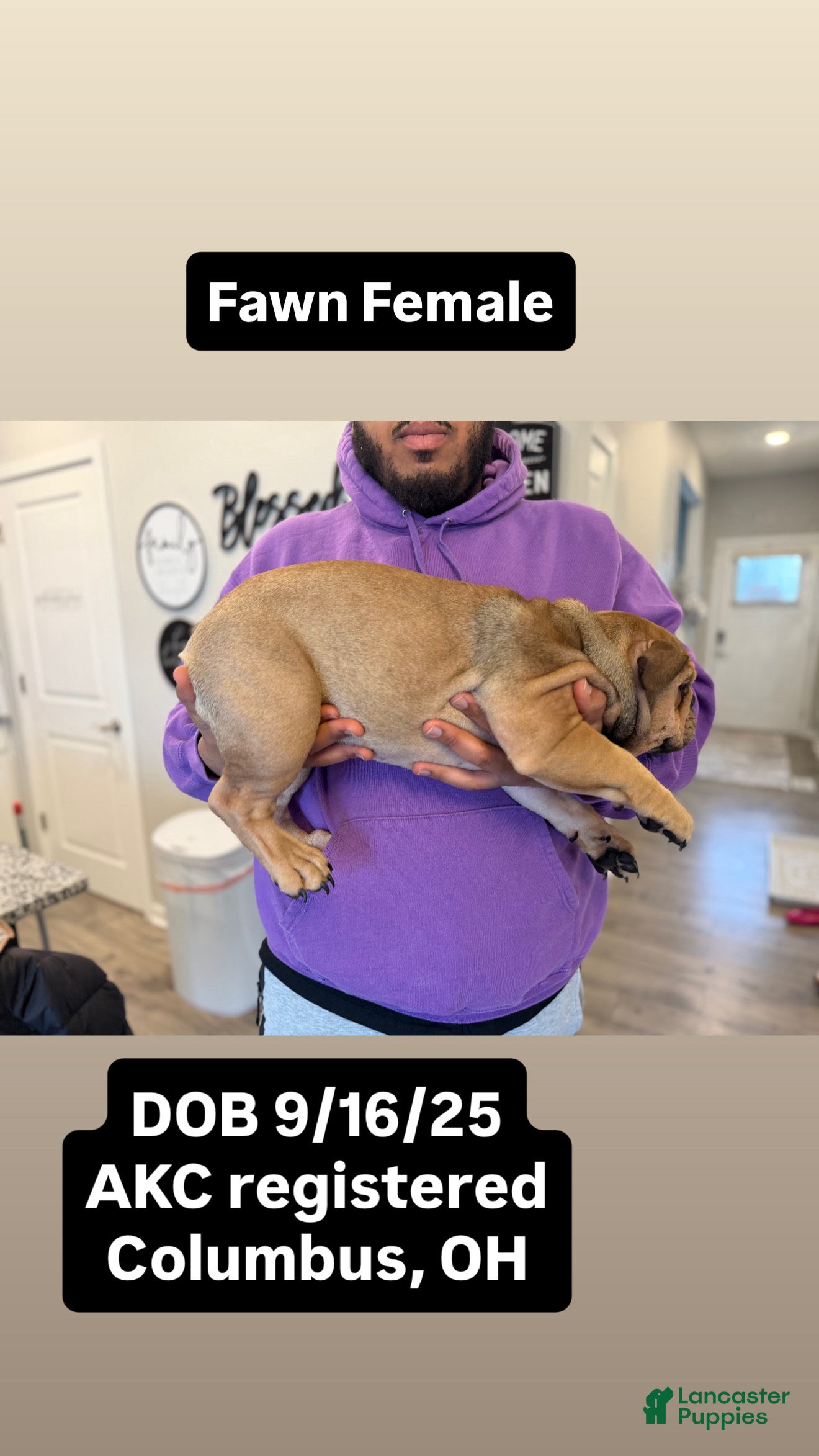 English Bulldog dogs Foxy - Ad 35