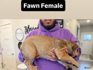 English Bulldog dogs Foxy - Ad 35