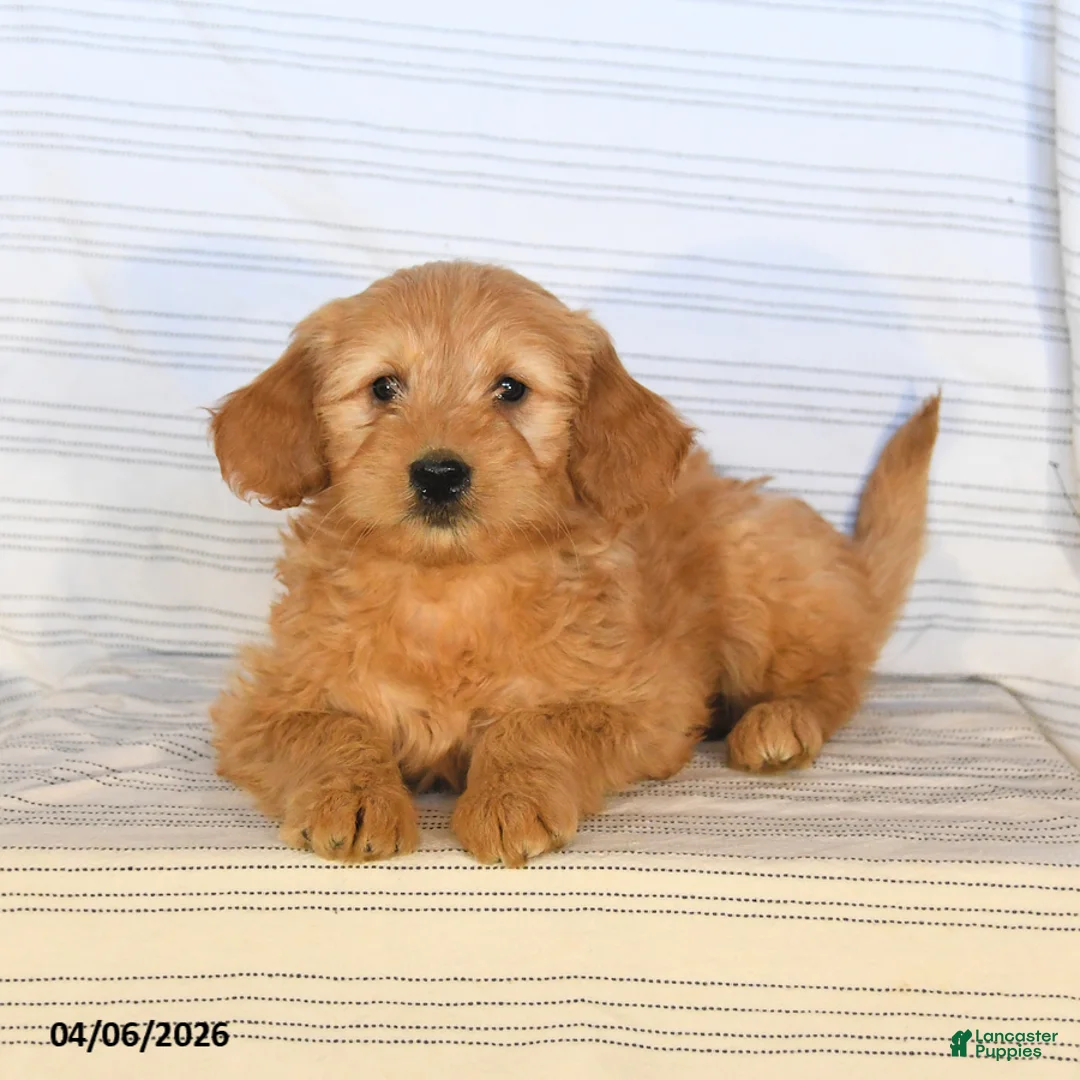 Mini Goldendoodle dogs for sale: Max - Ad 3
