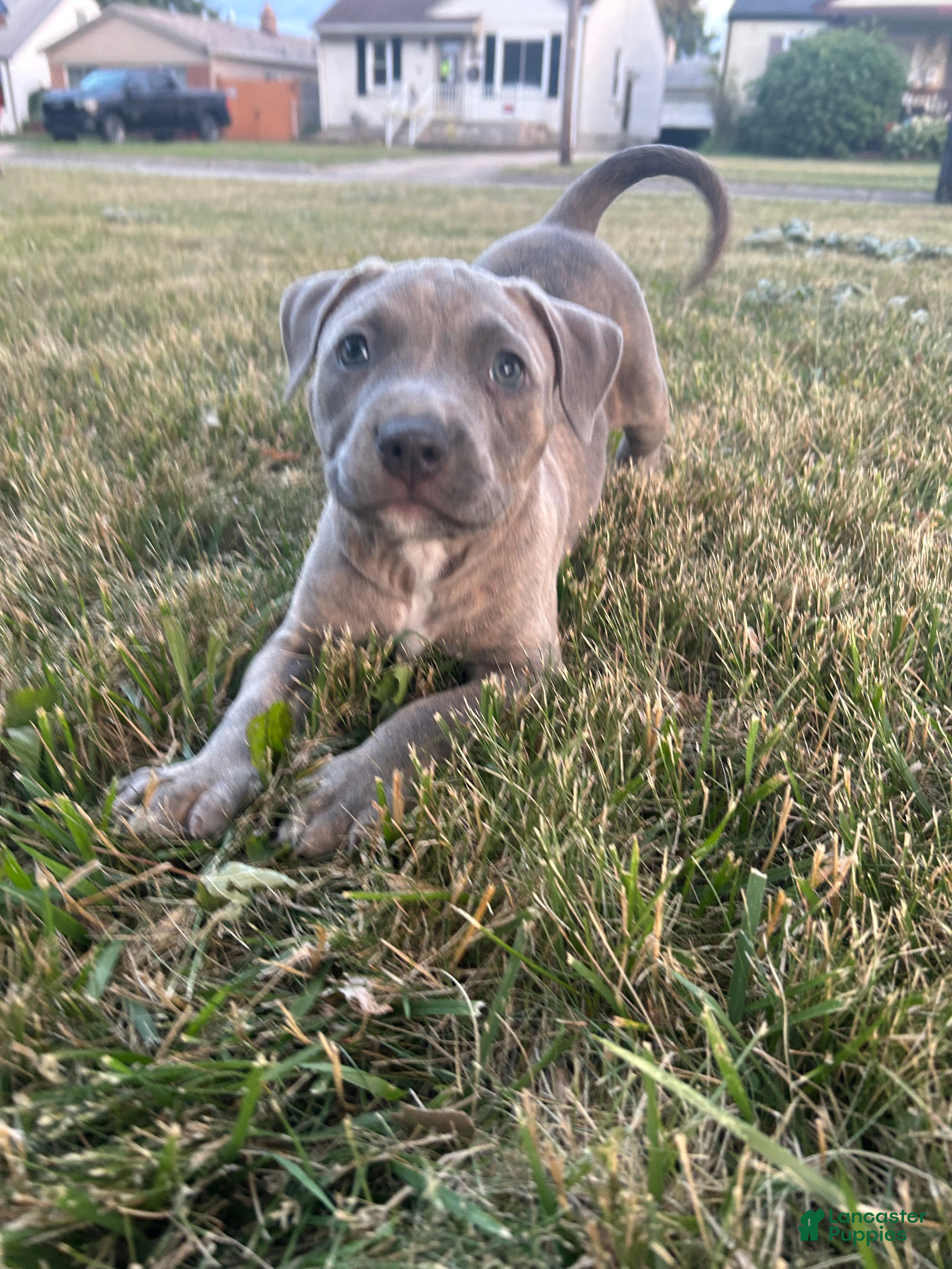 Mixed Breed dogs Brendel male - Ad 28