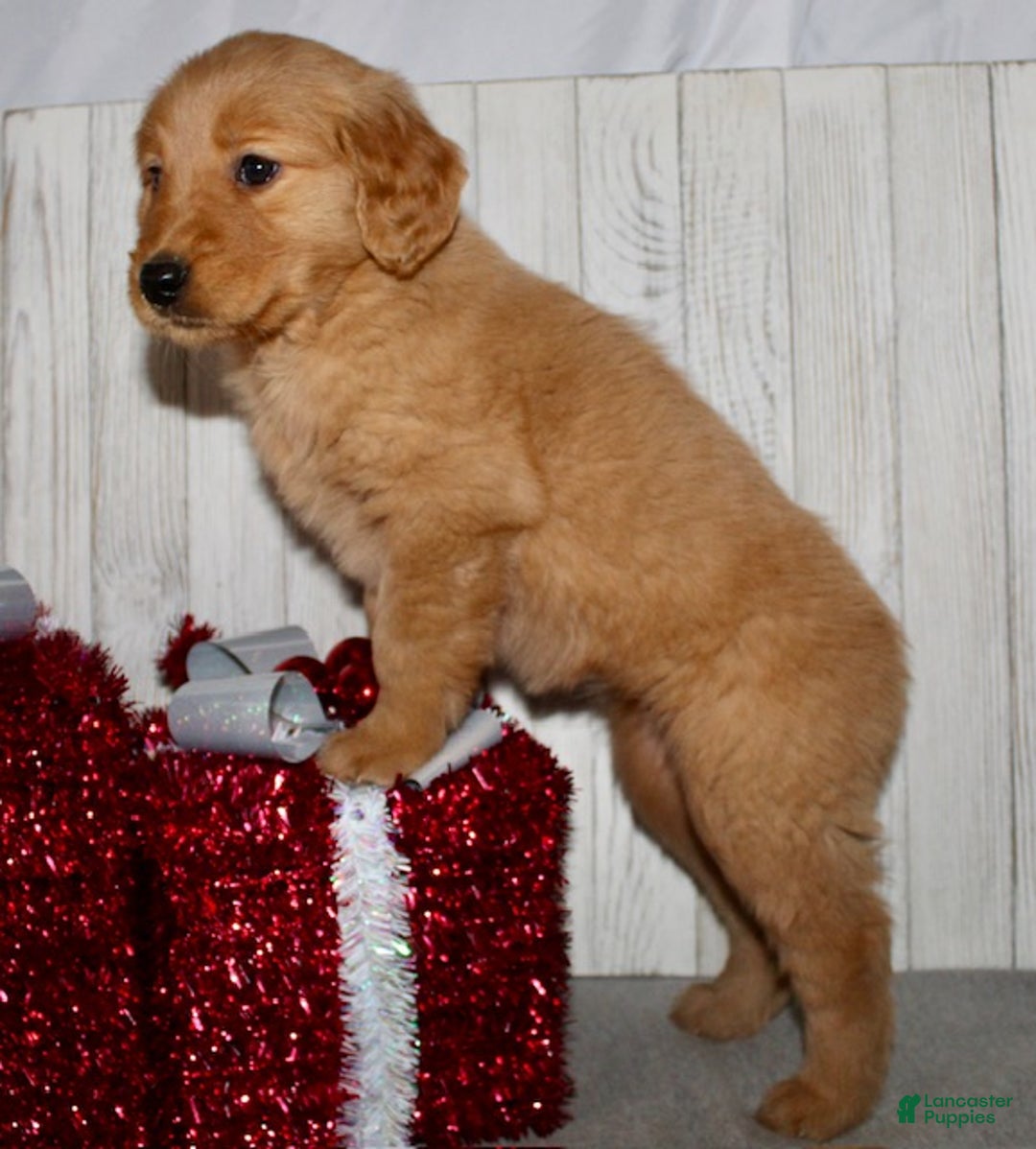 Golden Retriever dogs for sale: Pippa - Ad 7