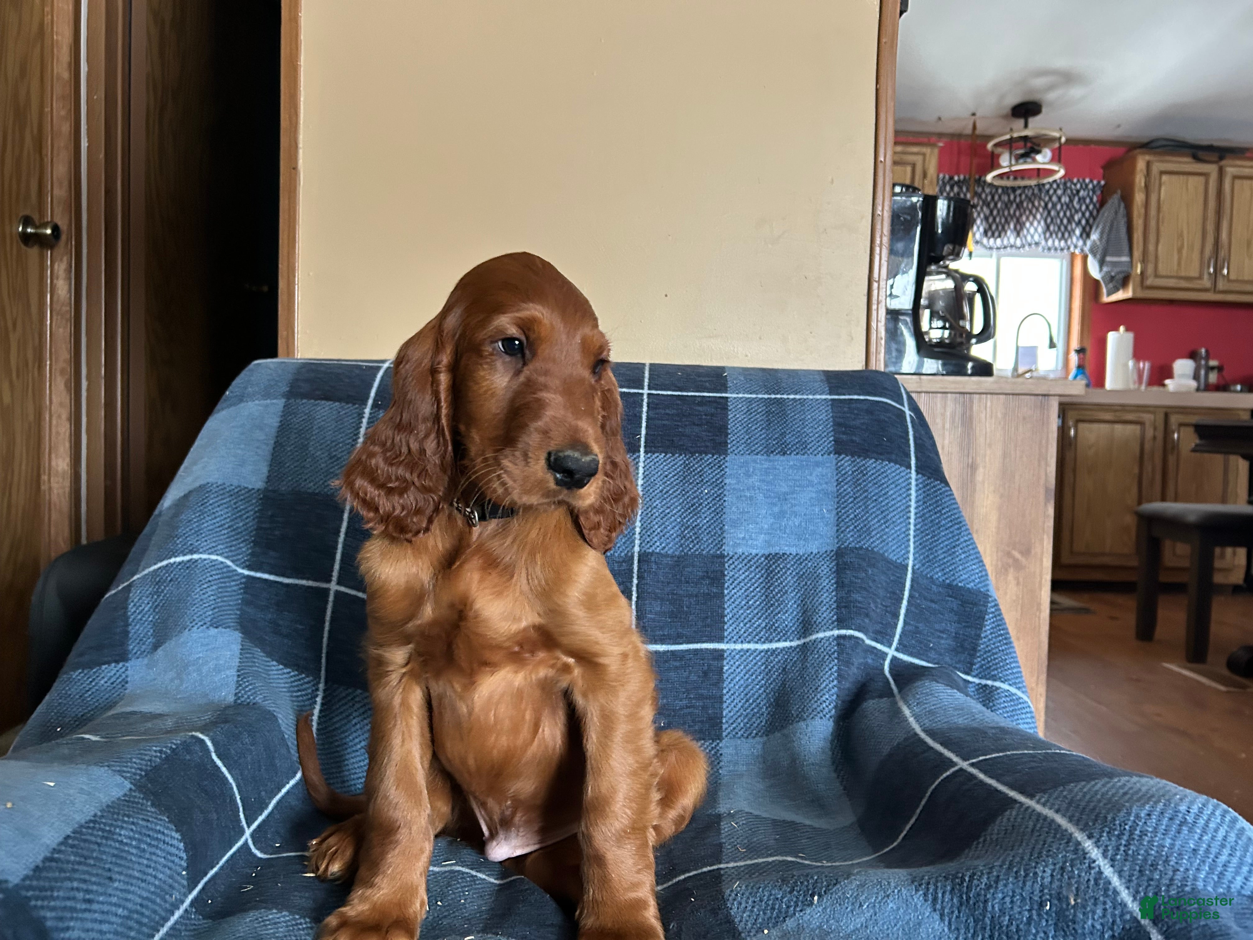 Irish Setter dogs Irish Setter male black collar - Ad 36