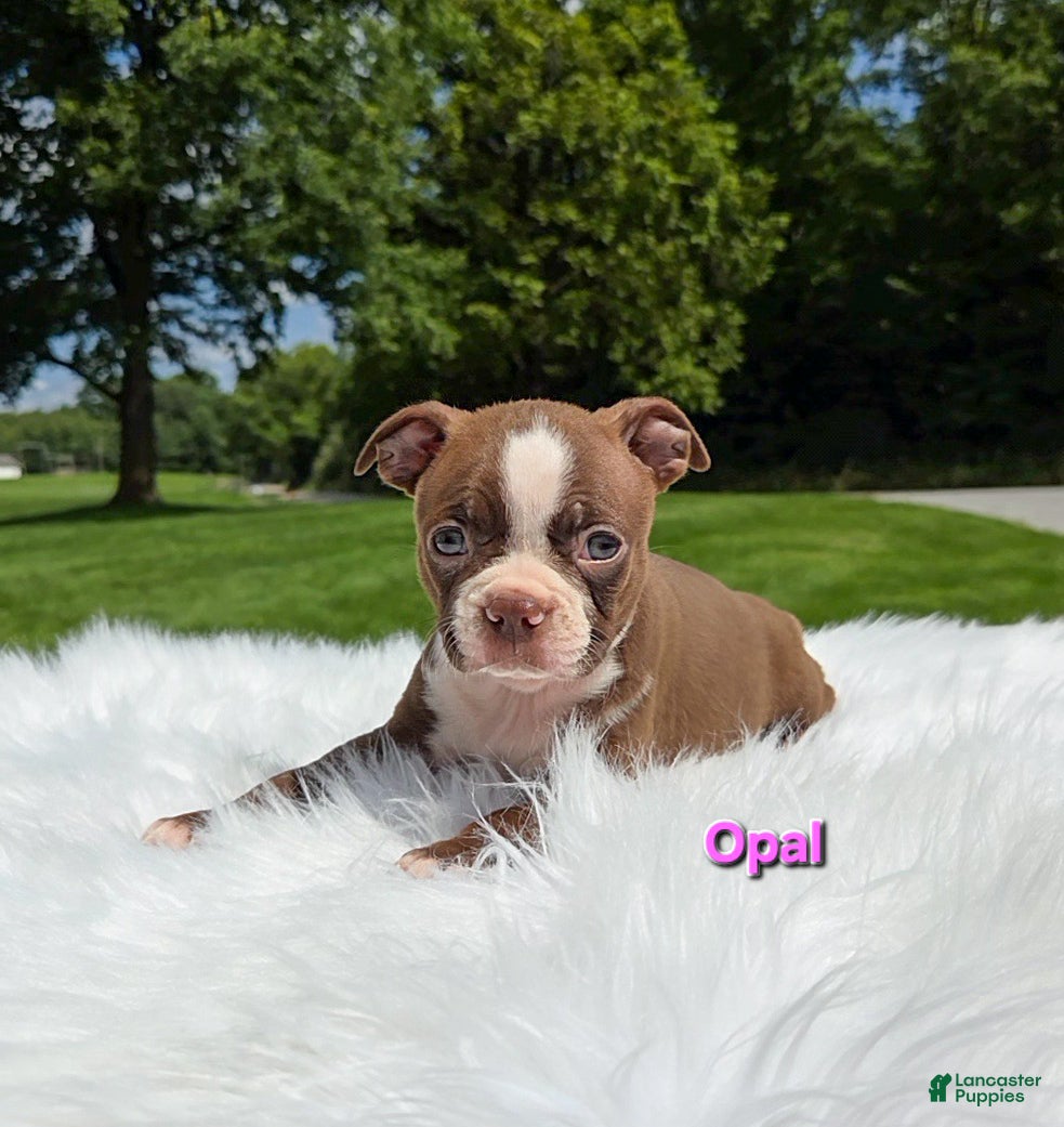 Boston Terrier dogs Opal - Ad 1