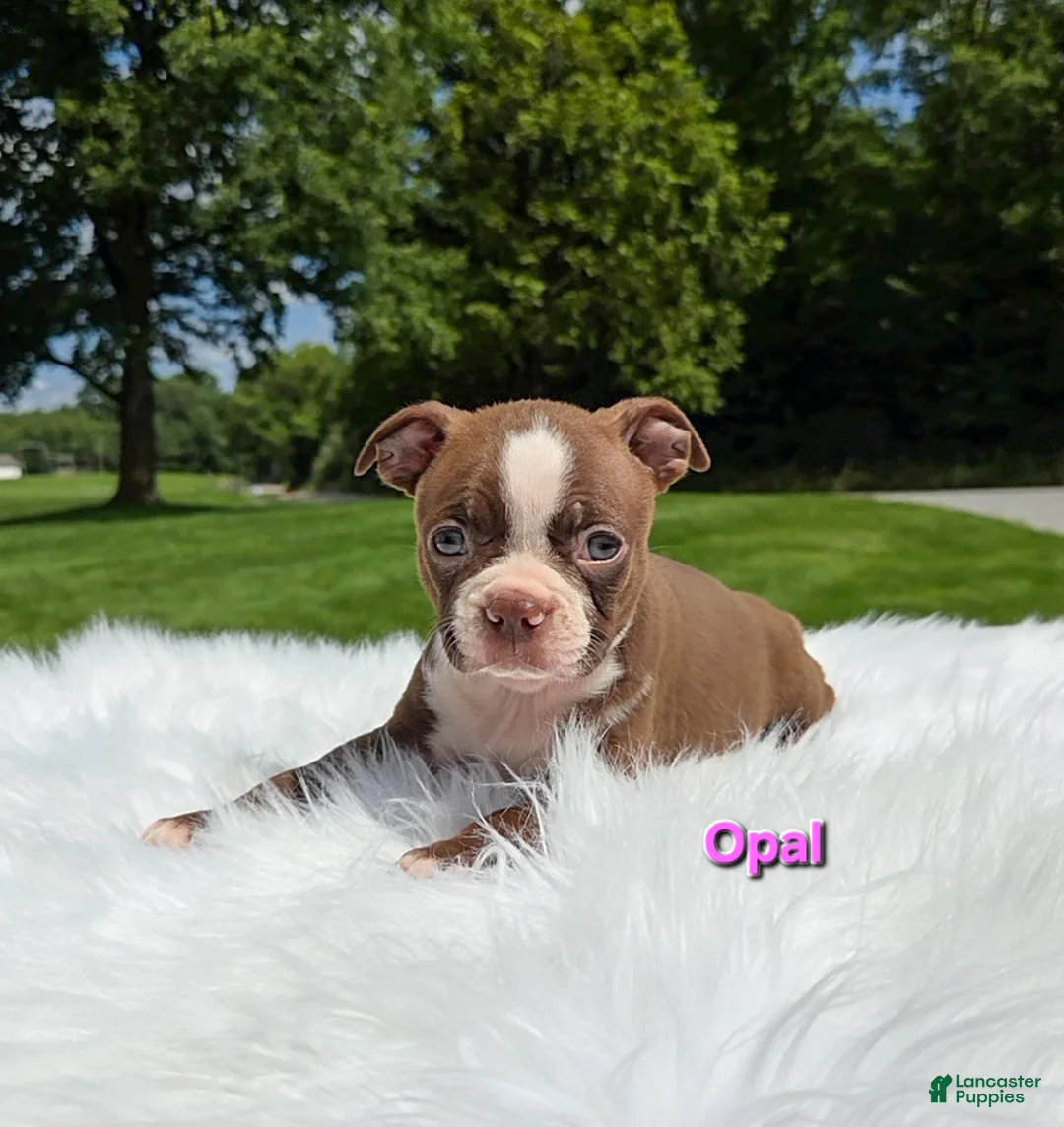 Boston Terrier dogs for sale: Opal - Ad 1