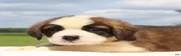 Saint Bernard dogs for sale: Missy - AKC Champion Bloodlines - Ad 2