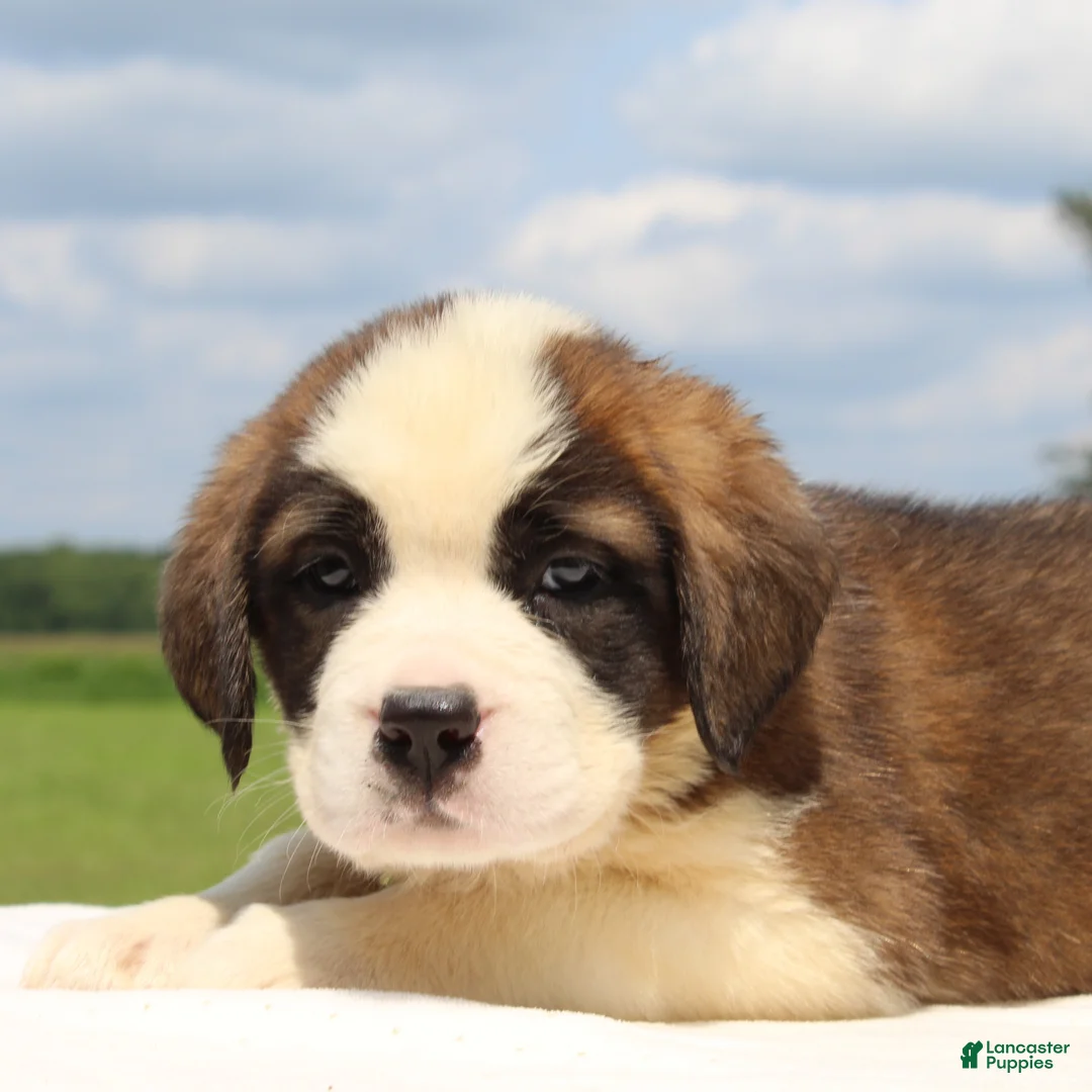 Saint Bernard dogs for sale: Missy - AKC Champion Bloodlines - Ad 2