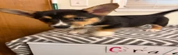 Welsh Corgi Pembroke dogs for sale: Diamond - Ad 2
