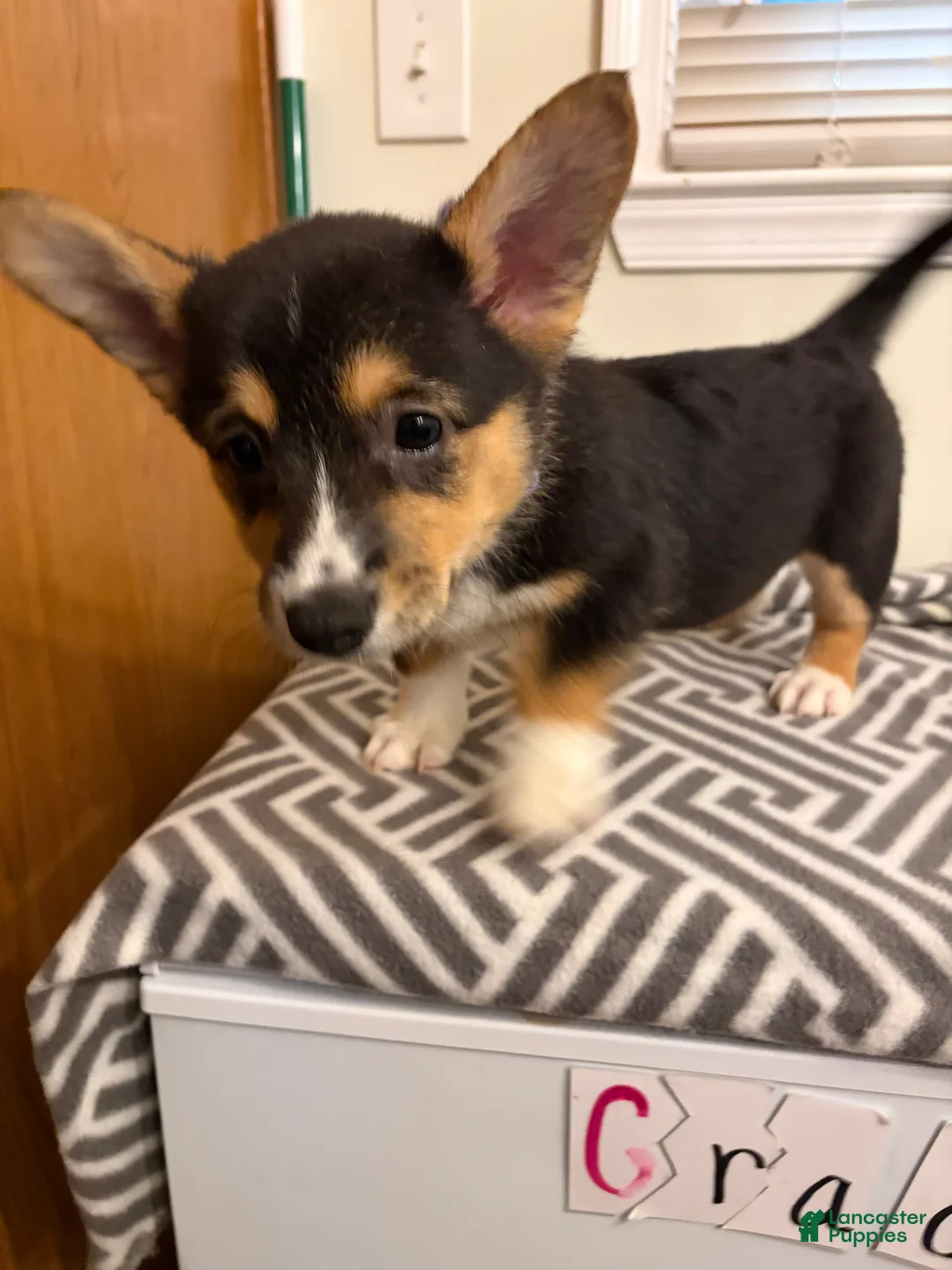 Welsh Corgi Pembroke dogs for sale: Diamond - Ad 2