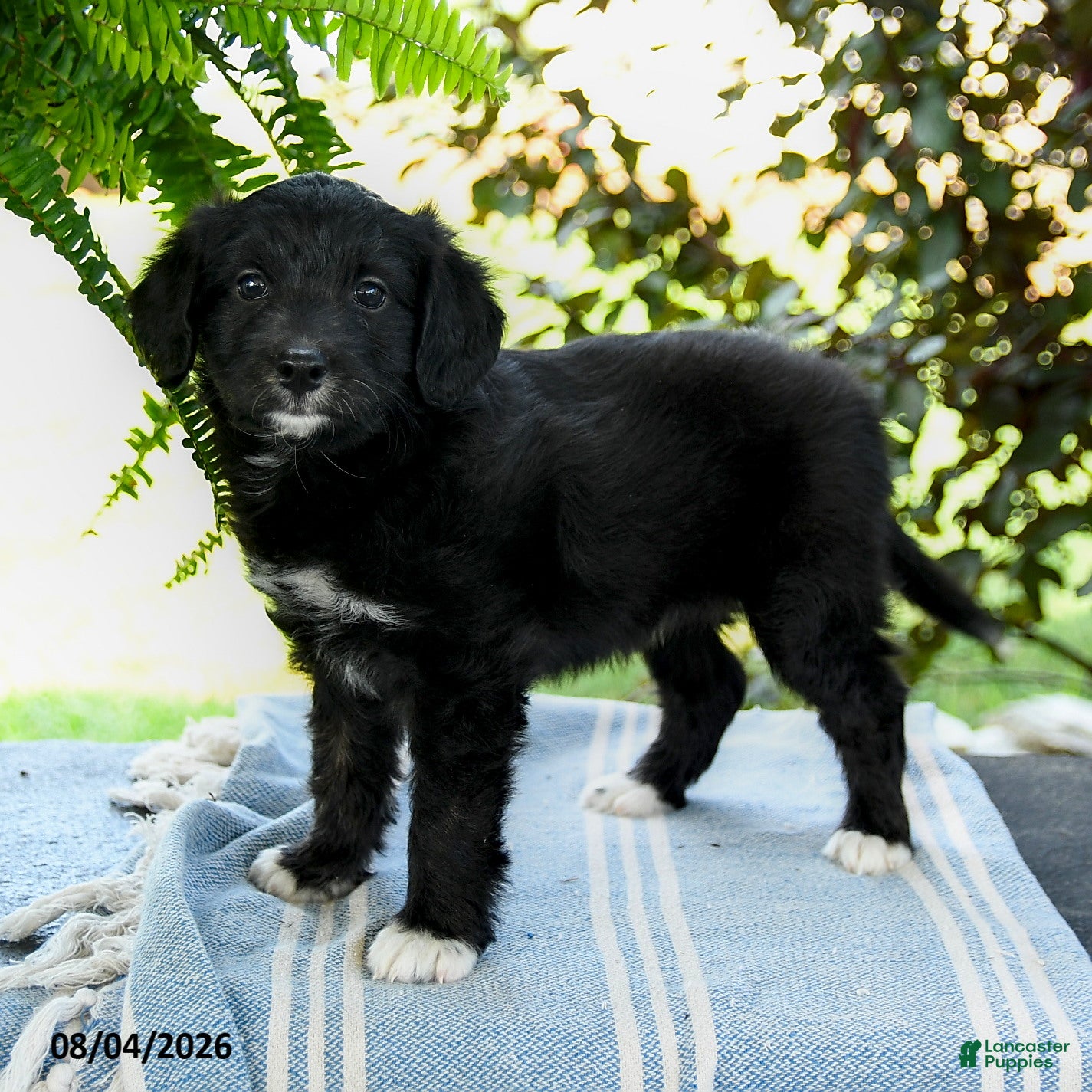 Aussiedoodle dogs Mariah - Ad 1