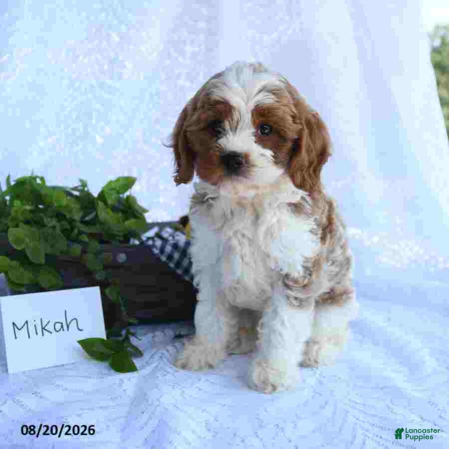 Cavapoo dogs Mikah - Ad 2