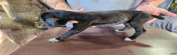 German Shorthaired Pointer dogs for sale: German Shorthaired Pointer 1 - Ad 2