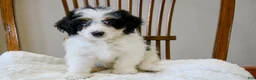 Mini Bernedoodle dogs for sale: Skye  - Ad 9