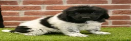 Newfoundland dogs for sale: Max - Ad 1