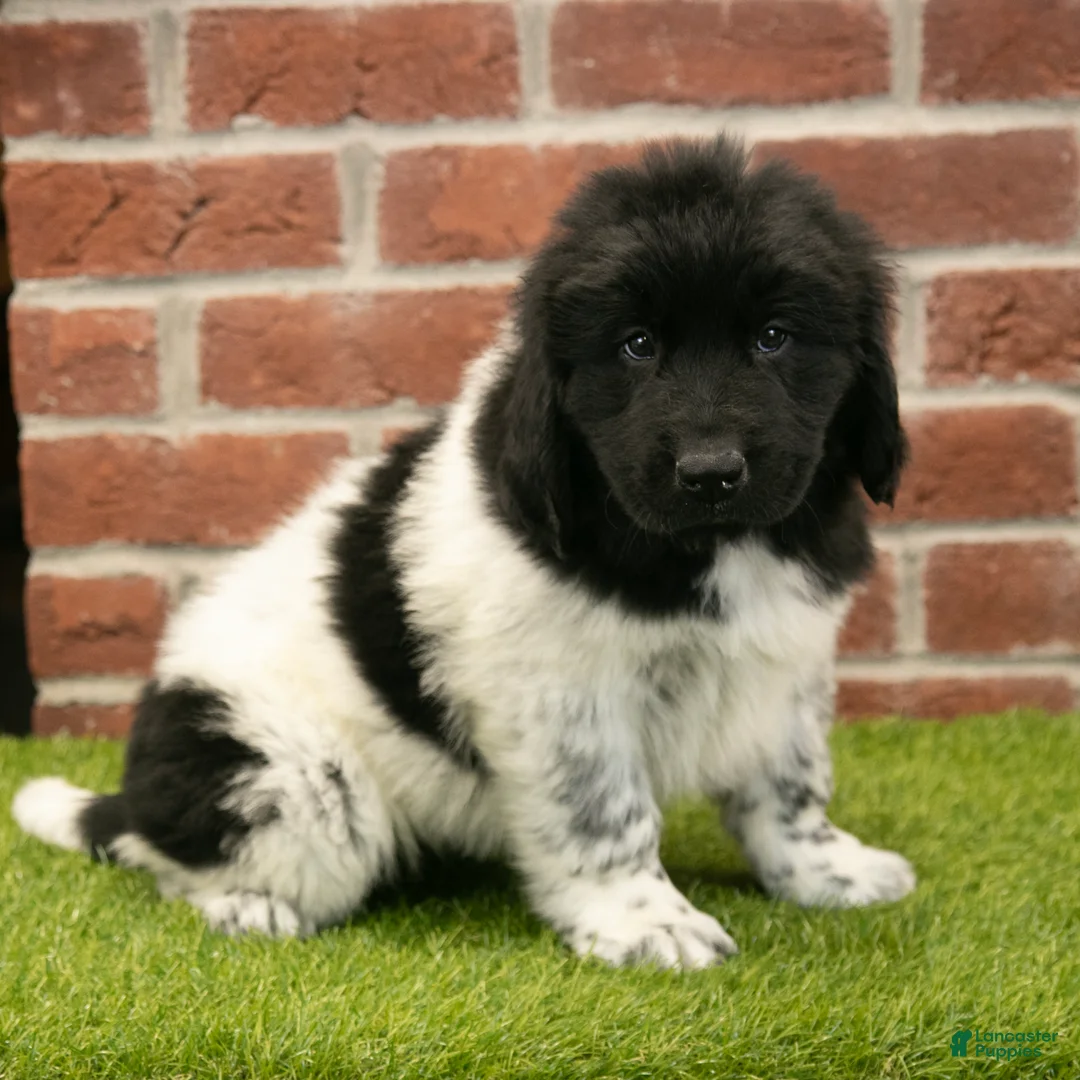 Newfoundland dogs for sale: Max - Ad 1