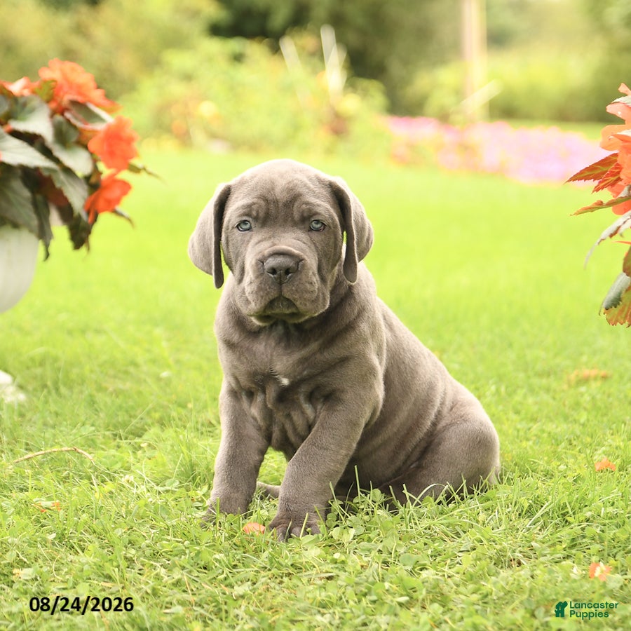 Cane Corso dogs Dirk - Ad 2