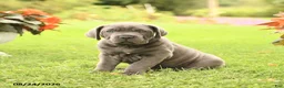 Cane Corso dogs for sale: Dirk - Ad 2