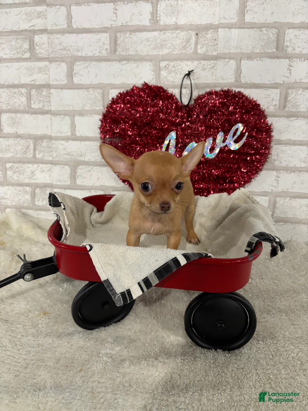 Chihuahua dogs for sale: Trixie - Ad 2
