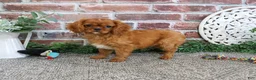 Cavalier King Charles Spaniel dogs for sale: Digger - Ad 2