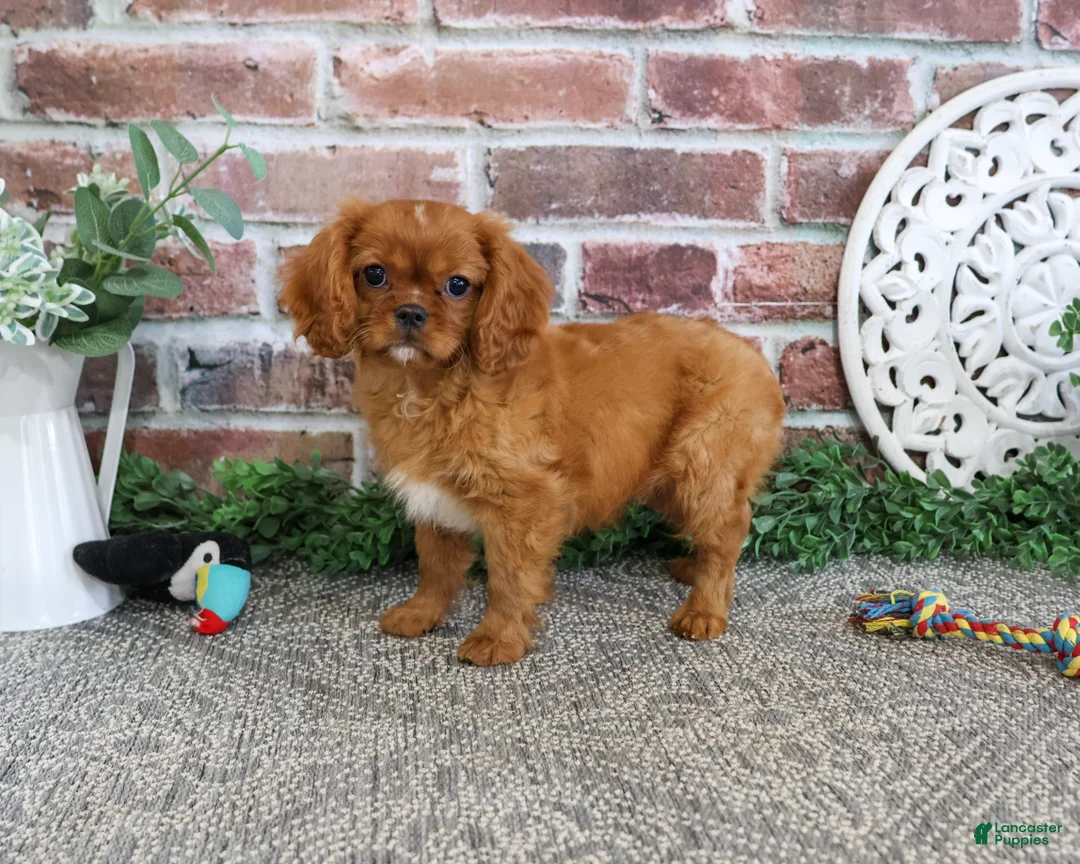 Cavalier King Charles Spaniel dogs for sale: Digger - Ad 2