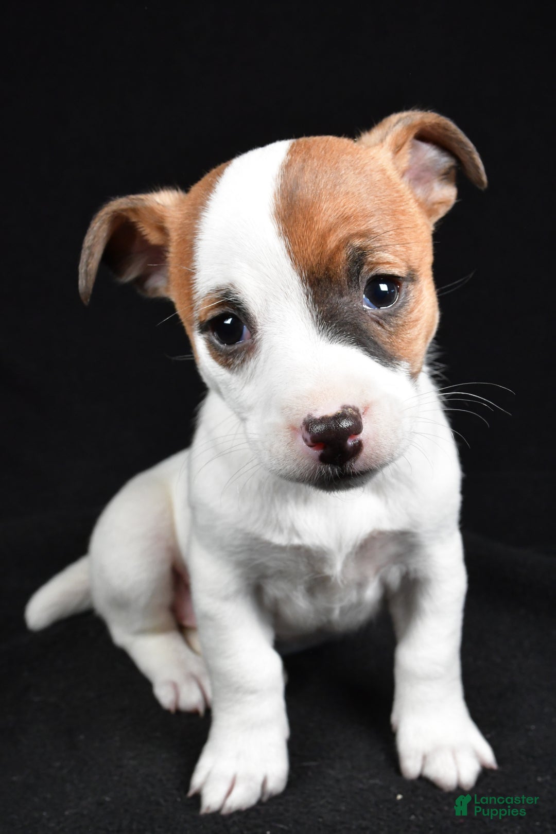 Jack Russell Terrier dogs for sale: Queen - Ad 6