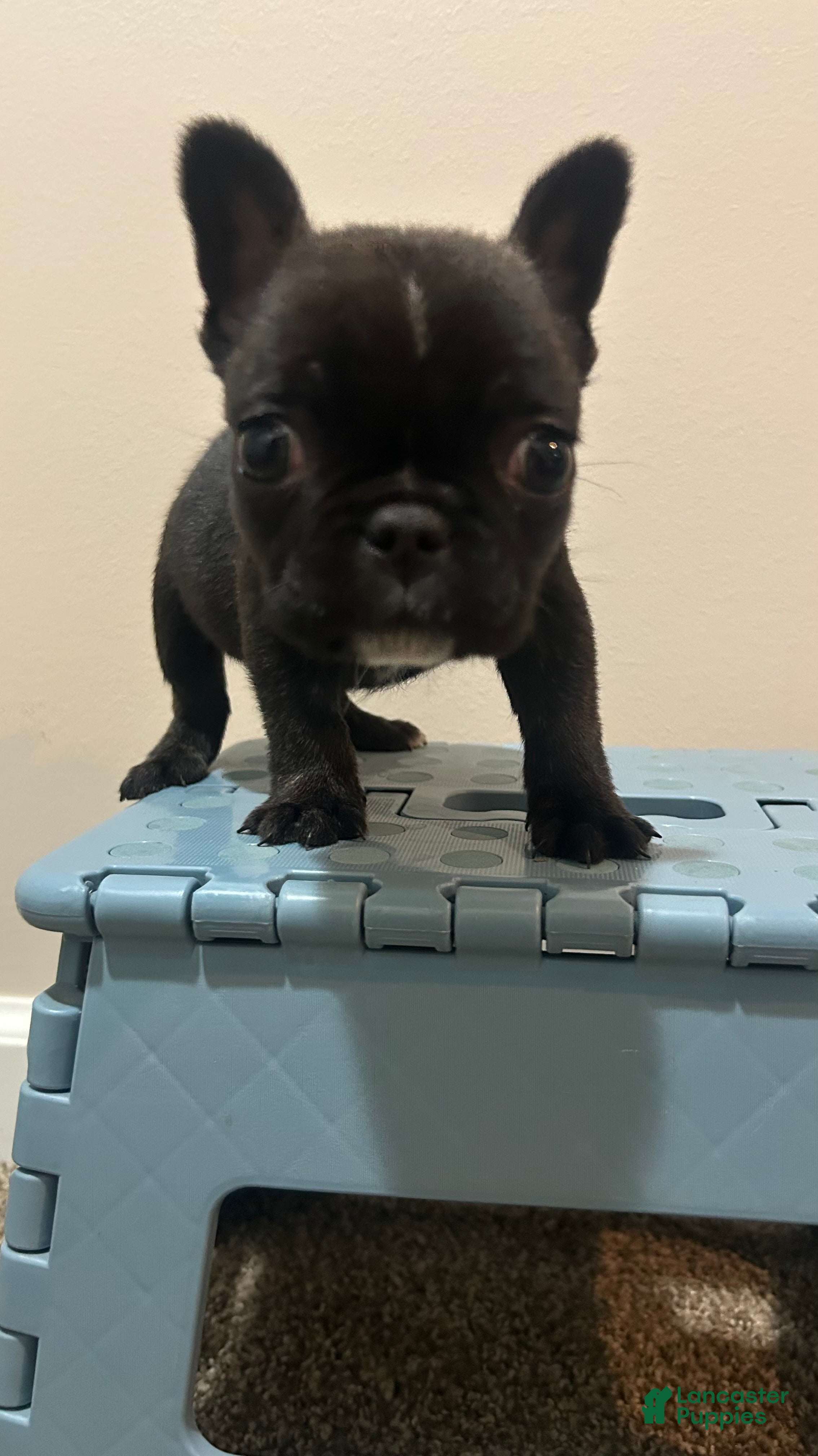 Frenchton dogs for sale: Bear - Ad 1