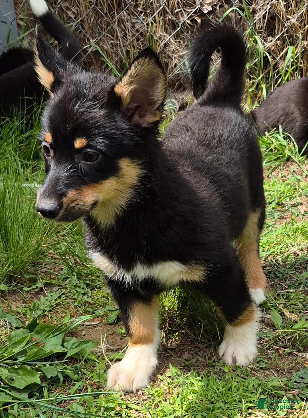 Mixed Breed dogs for sale: Mixed Breed Puppy 1 - Ad 3