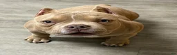 American Bully dogs for sale: Bubba - Ad 3