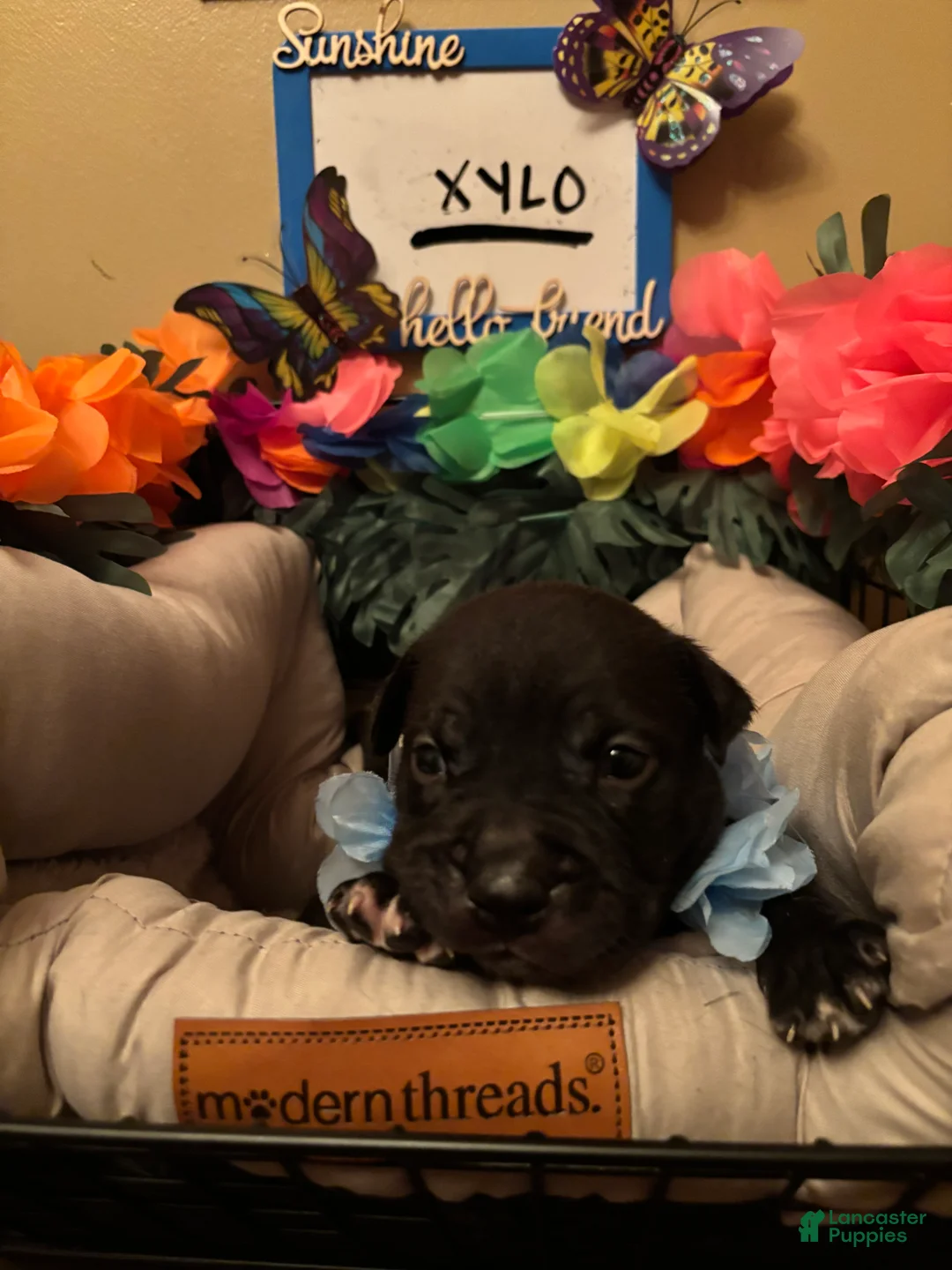 Mixed Breed dogs for sale: Mixed Breed 6 - Ad 1