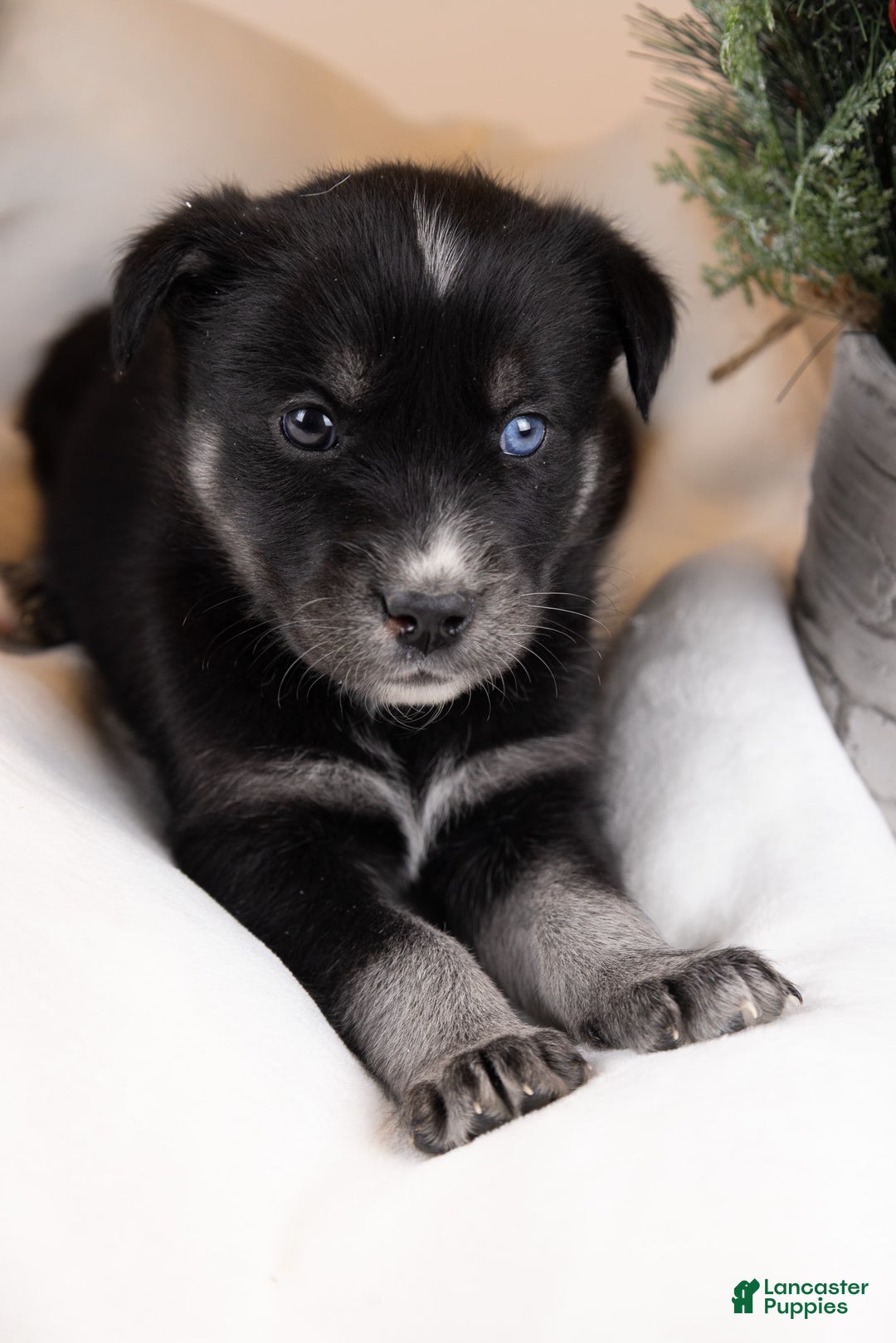 Goberian dogs for sale: Bear - Ad 18