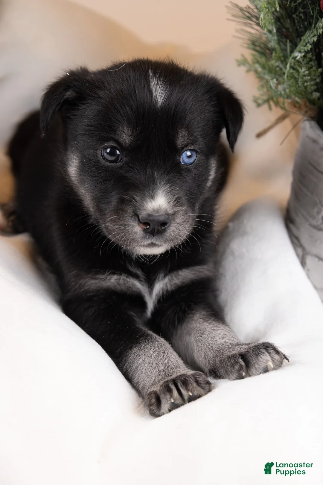 Goberian dogs for sale: Holly - Ad 11