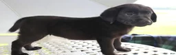 Labrador Retriever dogs for sale: Maddie- Champ lines - Ad 2