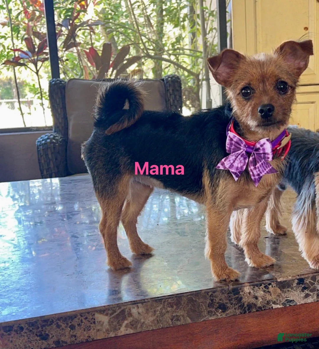 Mixed Breed dogs for sale: Mixed Breed 1 - Ad 2
