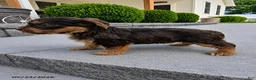 Yorkshire Terrier dogs for sale: Brownie - Ad 2