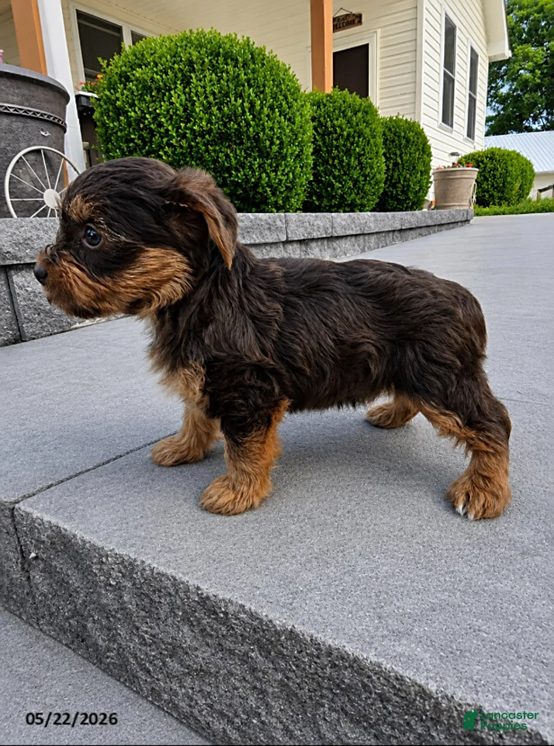 Yorkshire Terrier dogs for sale: Brownie - Ad 2
