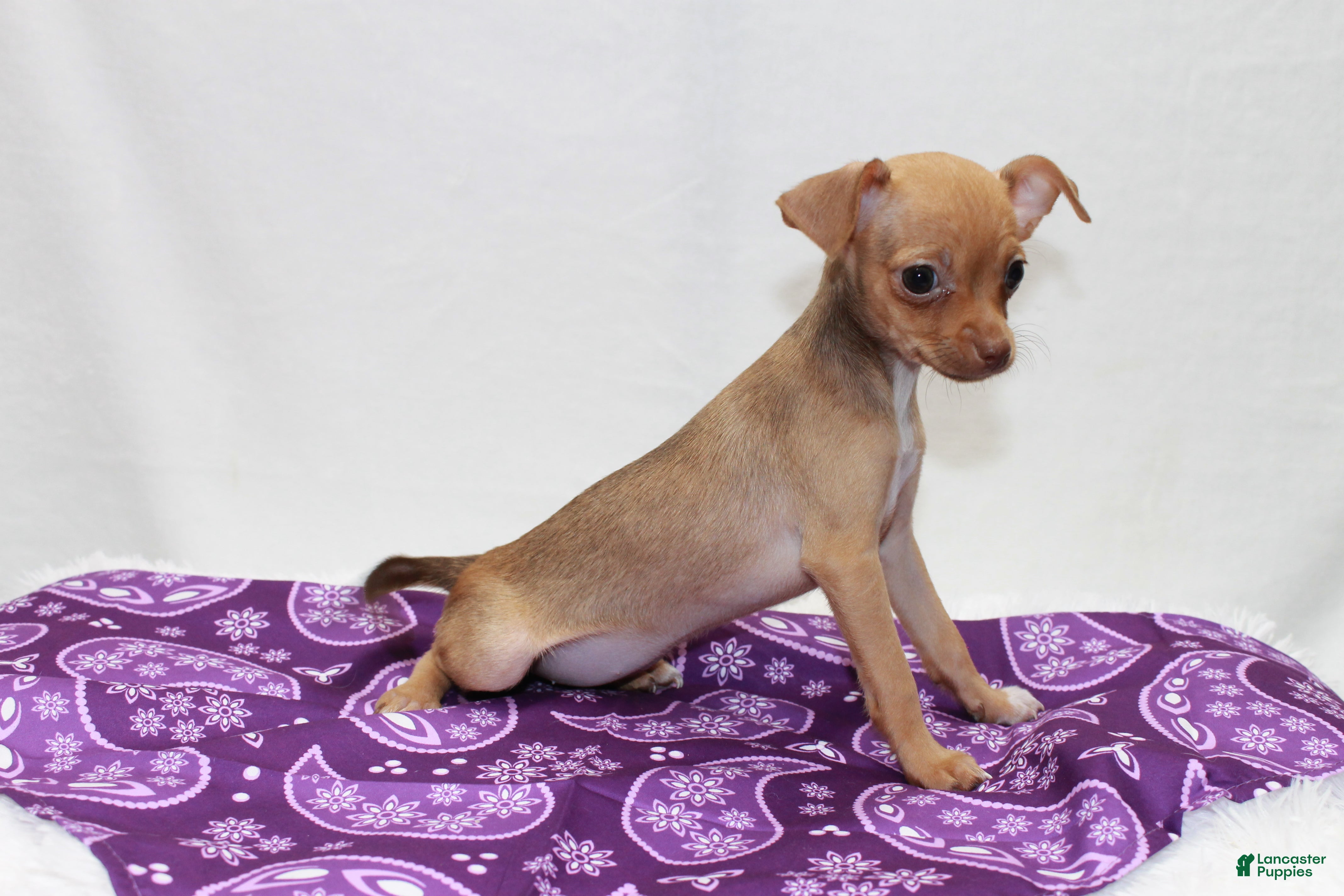 Chihuahua dogs Chihuahua 4 - Ad 2