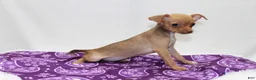 Chihuahua dogs for sale: Chihuahua 4 - Ad 2