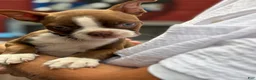Boston Terrier dogs for sale: Shania - Ad 1