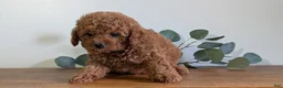 Cavapoo dogs for sale: Ezi - Ad 6