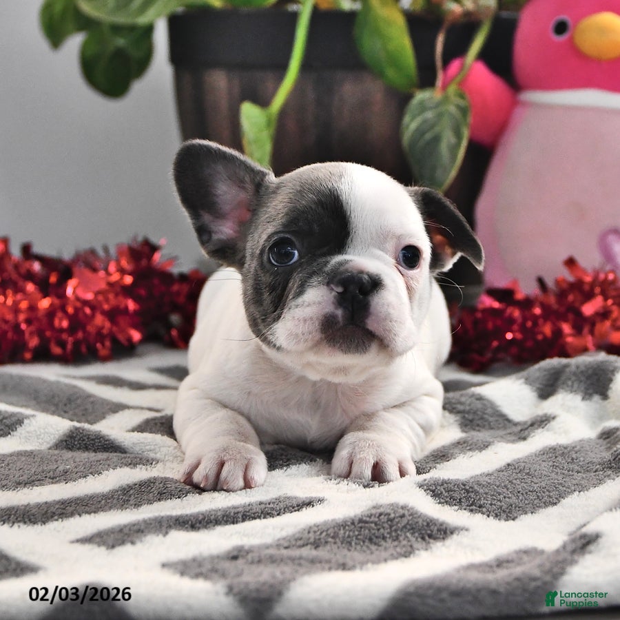 French Bulldog dogs Flora   - Ad 1