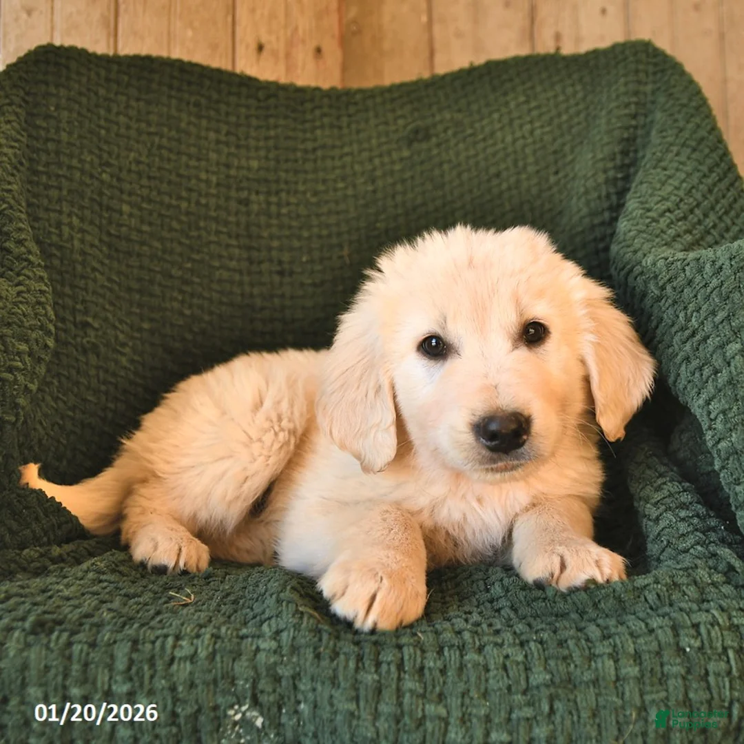 Mixed Breed dogs for sale: Ceaser  - Ad 3