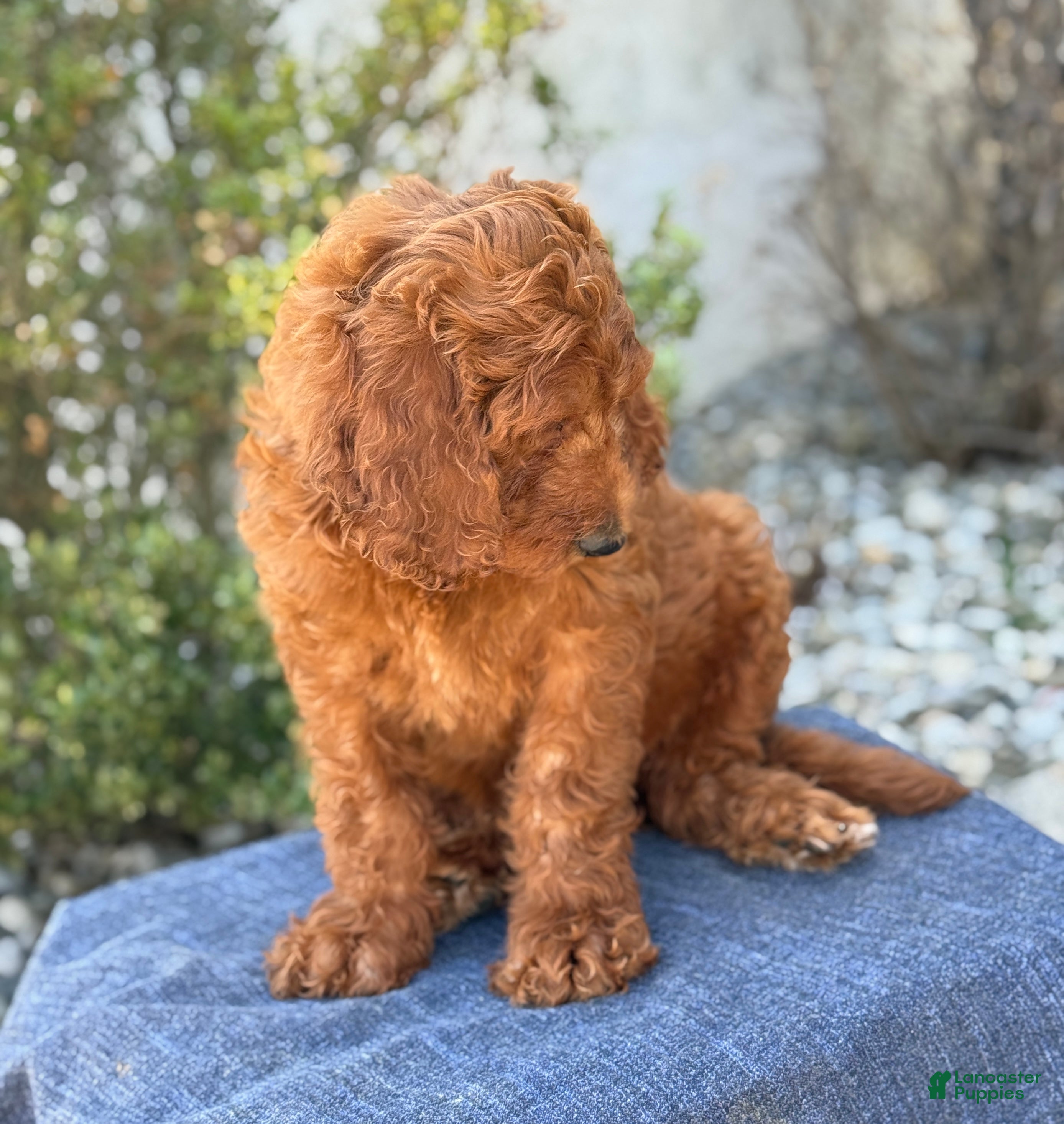 Goldendoodle dogs Arlo - Ad 2